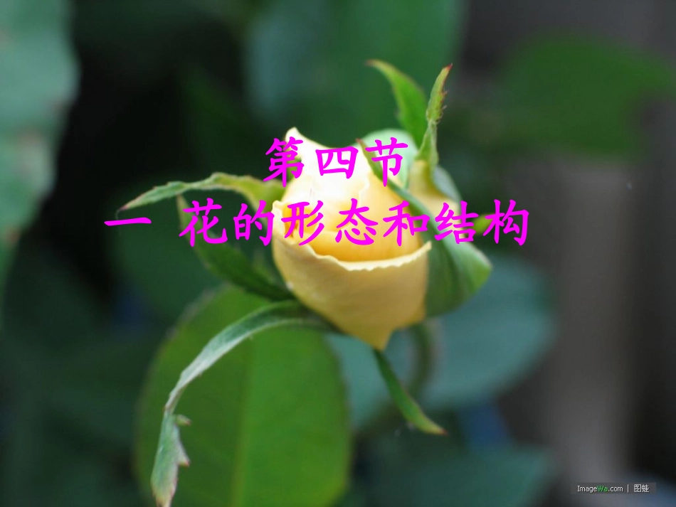 花的形态和结构_第1页