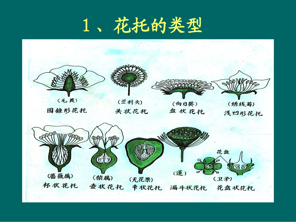 花的形态及发育_第3页
