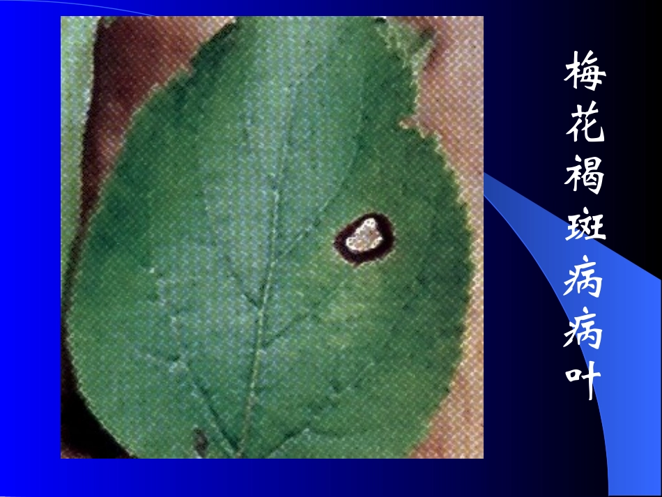 花卉各种病图像和解说_第1页
