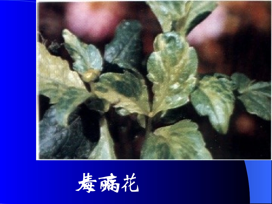 花卉各种病图像和解说_第2页