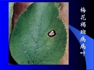 花卉各种病图像和解说