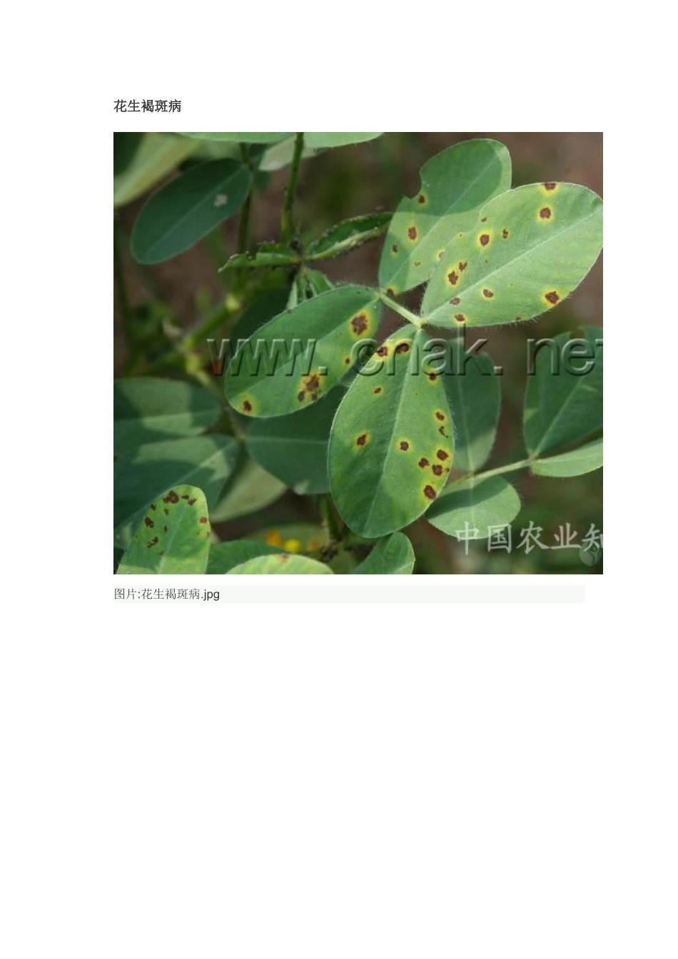 花生病害大全 (高清)_第1页