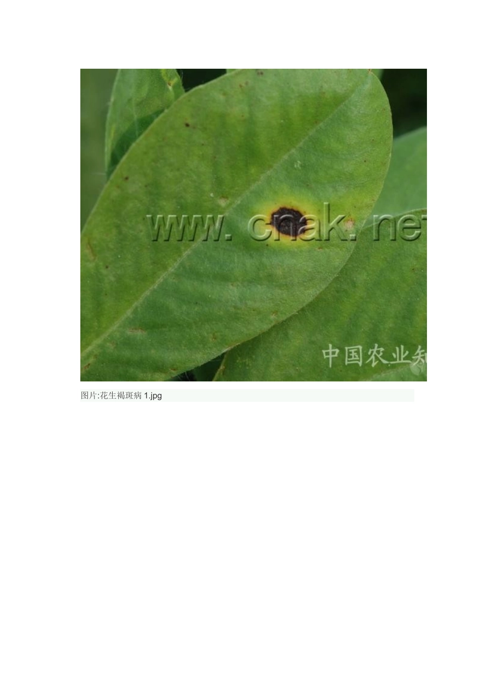 花生病害大全 (高清)_第2页
