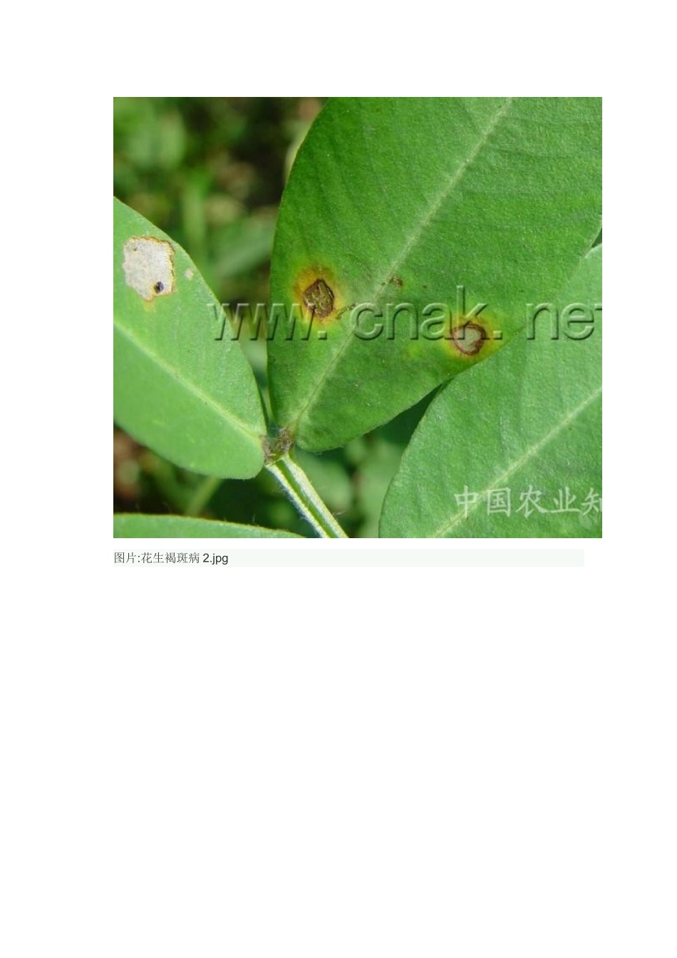花生病害大全 (高清)_第3页