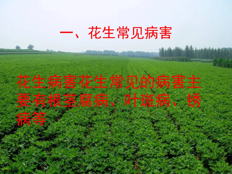 花生常见病虫害诊断与防治_第2页