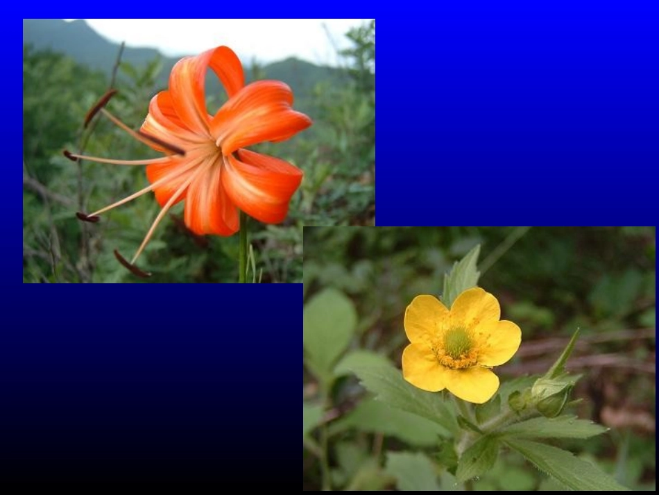 花是变态的枝7.15_第3页