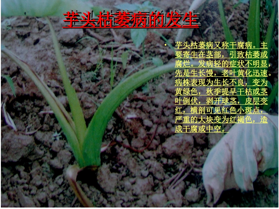 芋头病虫害图谱_第2页