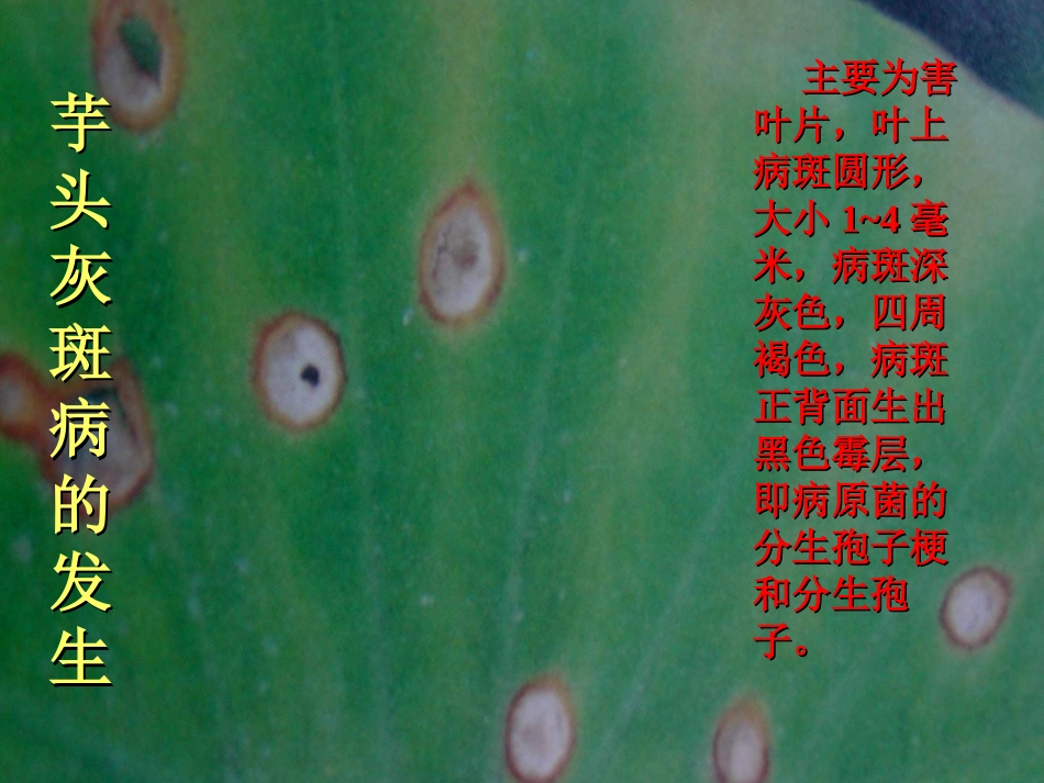 芋头病虫害图谱_第3页