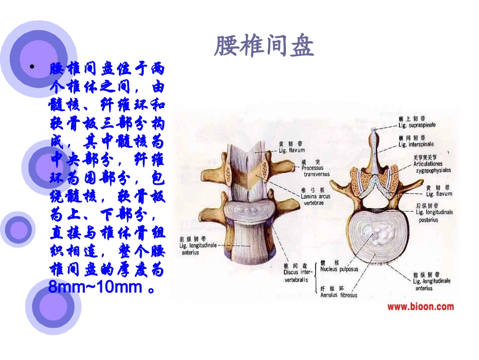 腰椎间盘突出症的原因及手术入口(1)_第2页