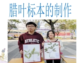 腊叶标本的制作