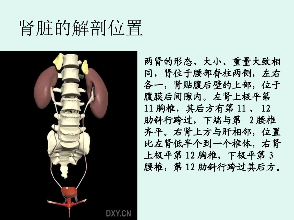 肾结石教学查房_第3页