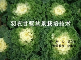 羽衣甘蓝栽培技术