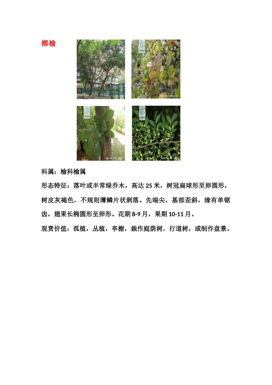 绿地公园玩植物学_第2页