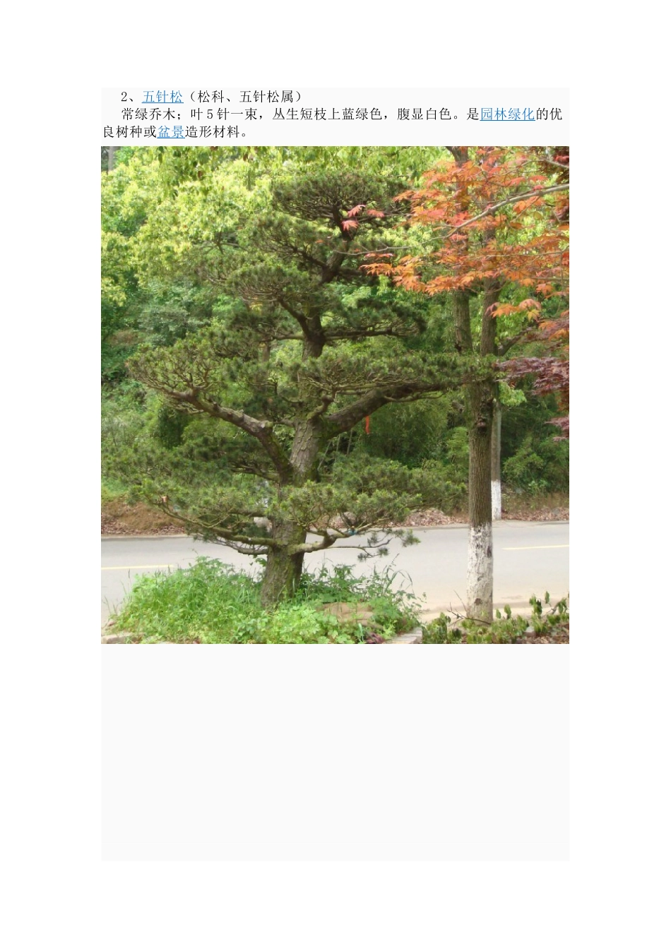 绿化种植常识11_第3页