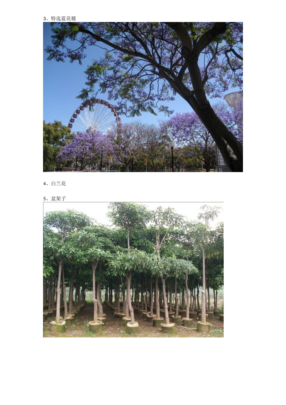 绿化苗木介绍含图片_第2页