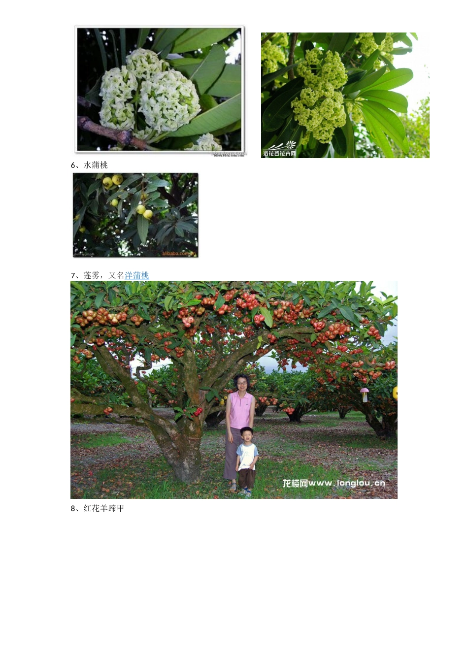 绿化苗木介绍含图片_第3页