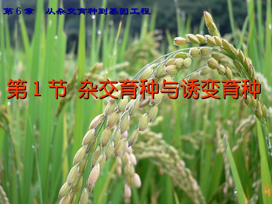6.1《杂交育种与诱变育种》-课件-邱实_第1页
