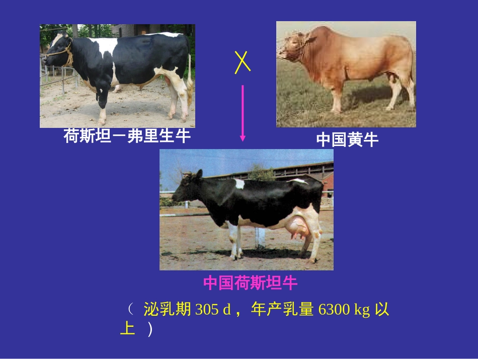 6.1《杂交育种与诱变育种》-课件-邱实_第3页