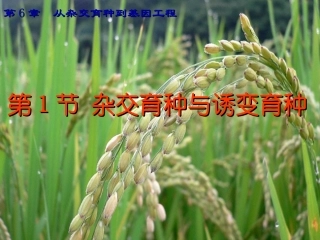 6.1《杂交育种与诱变育种》-课件-邱实