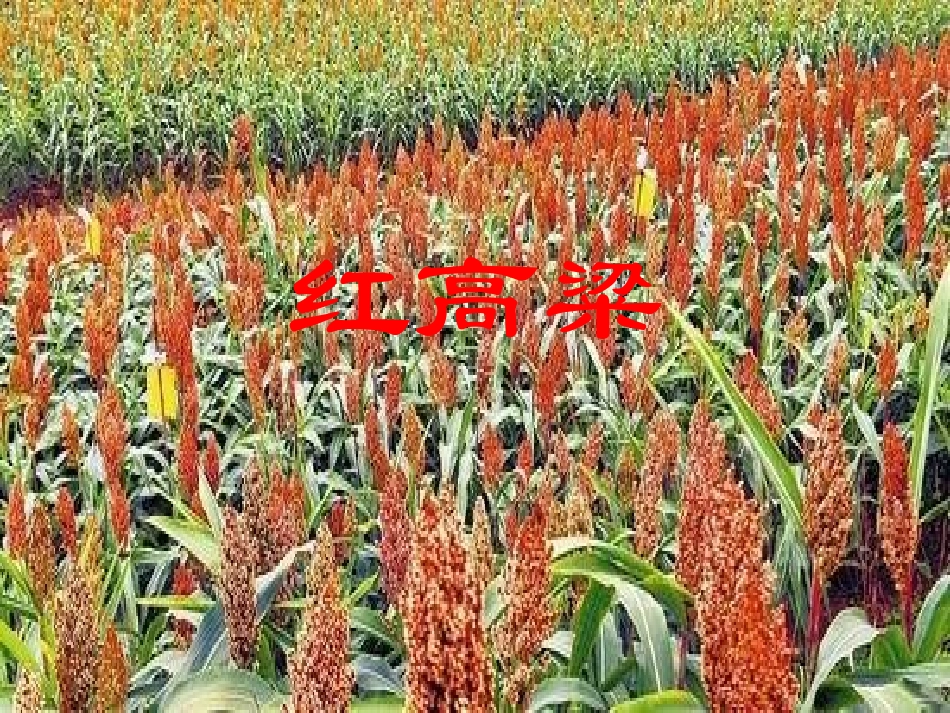 红高粱1545362_第1页