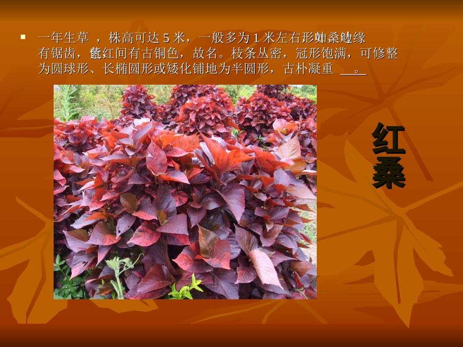 红叶观赏植物_第2页
