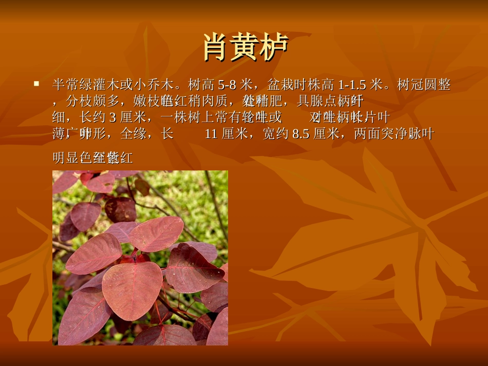 红叶观赏植物_第3页