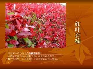 红叶观赏植物