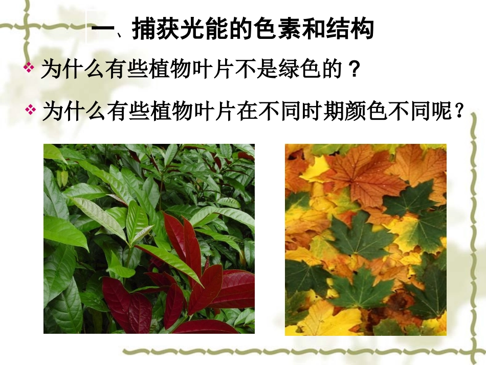 第四节 能量之源-----光和光合作用_第2页