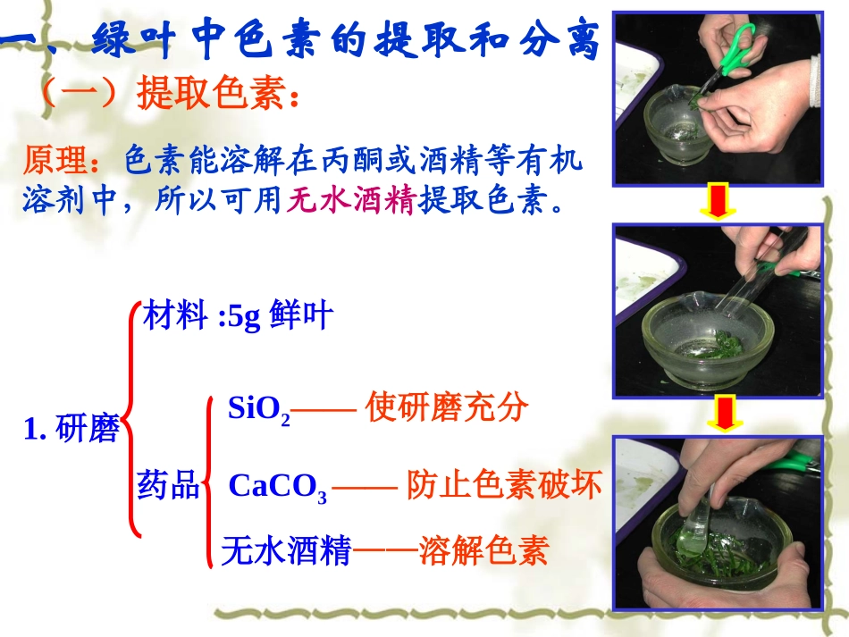 第四节 能量之源-----光和光合作用_第3页