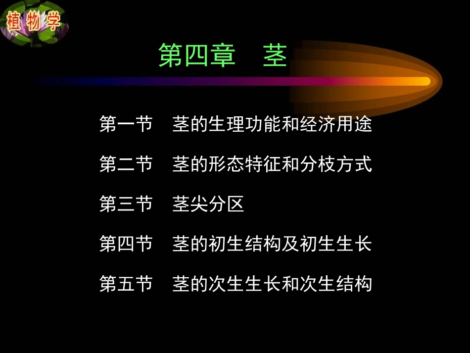 第四章第二节 茎_第1页