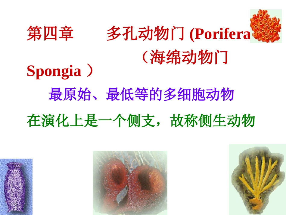 第四章    多孔动物门(海绵动物)_第1页