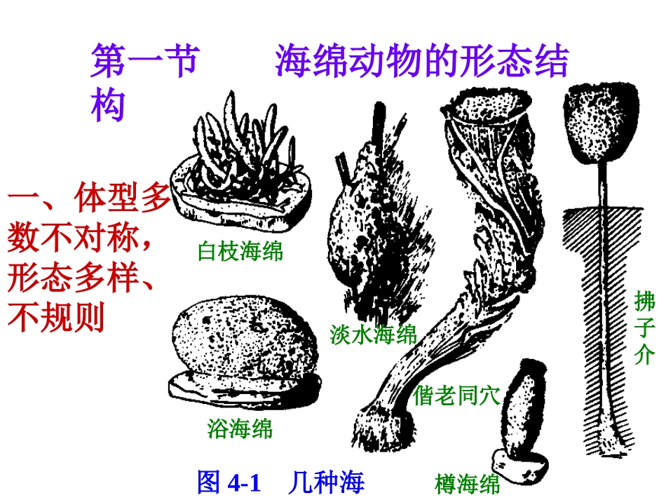 第四章    多孔动物门(海绵动物)_第2页