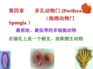 第四章    多孔动物门(海绵动物)