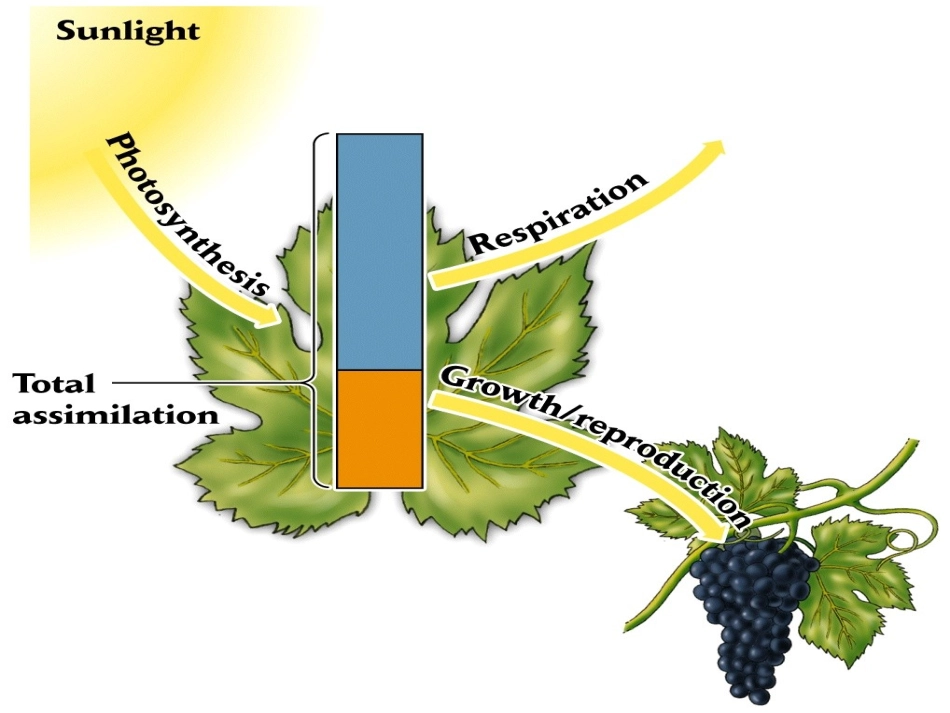 第十章 生态系统中的能量流动_第3页