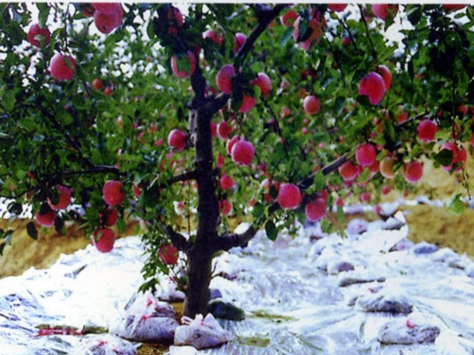 第十三章 辐射光照与农业_第2页