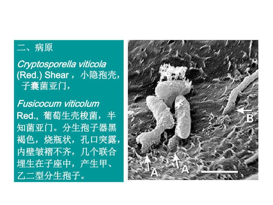 第十一章 葡萄病理学6_第3页