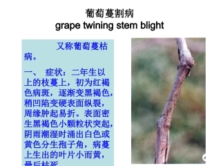 第十一章 葡萄病理学6