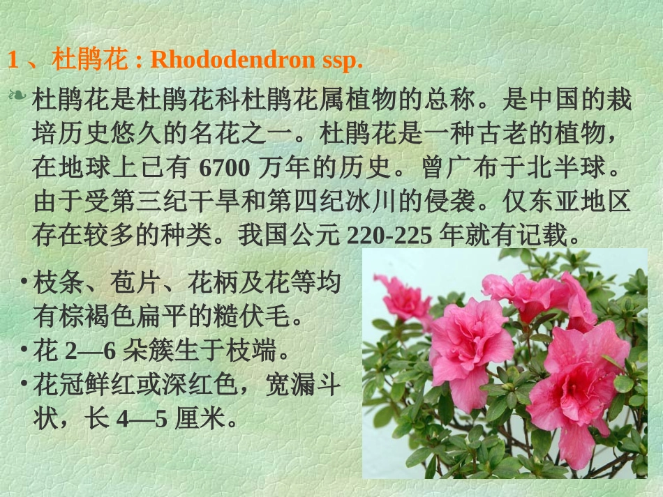 第十一章  常绿花灌木_第2页