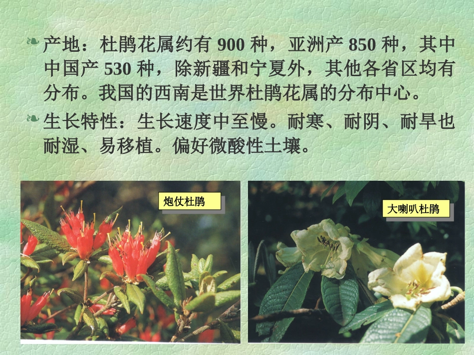 第十一章  常绿花灌木_第3页