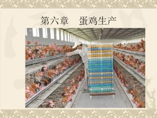 第六章 蛋鸡生产