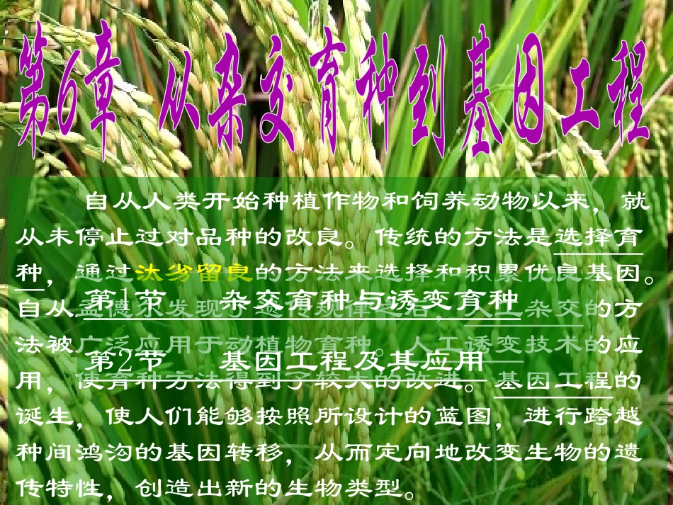 第六章 从杂交育种到基因工程 高二 必修 第二册 课件_第1页