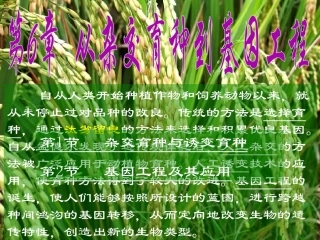 第六章 从杂交育种到基因工程 高二 必修 第二册 课件