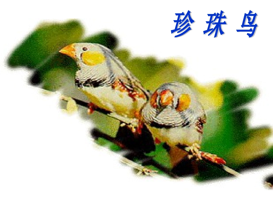 21、珍珠鸟_第2页