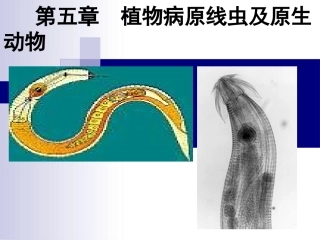 第五章 线虫和原生动物