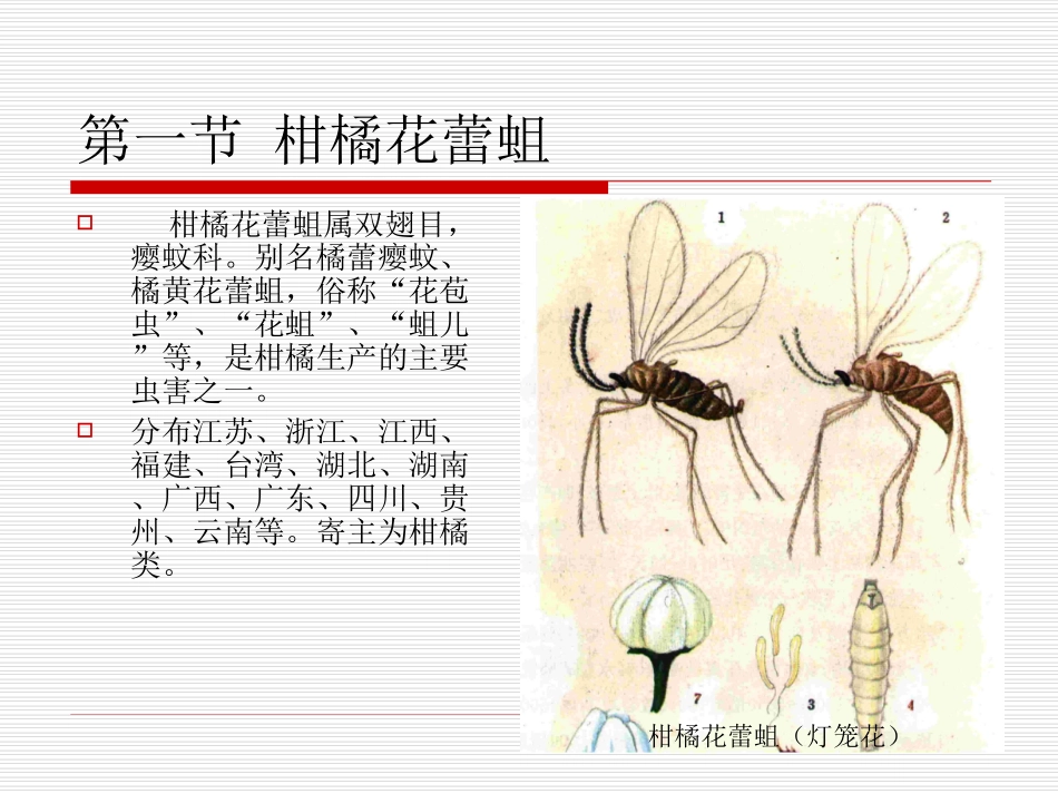 第五章 果树害虫_第2页