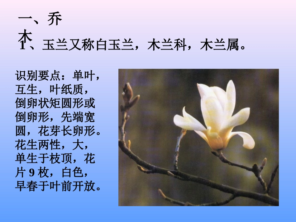 第二节    阔叶树_第2页