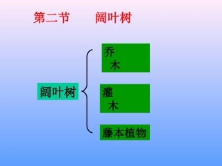 第二节    阔叶树