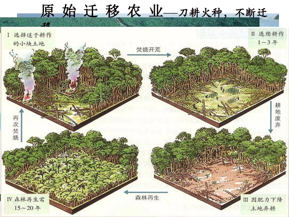 第二节主要的农业地域类型_第3页