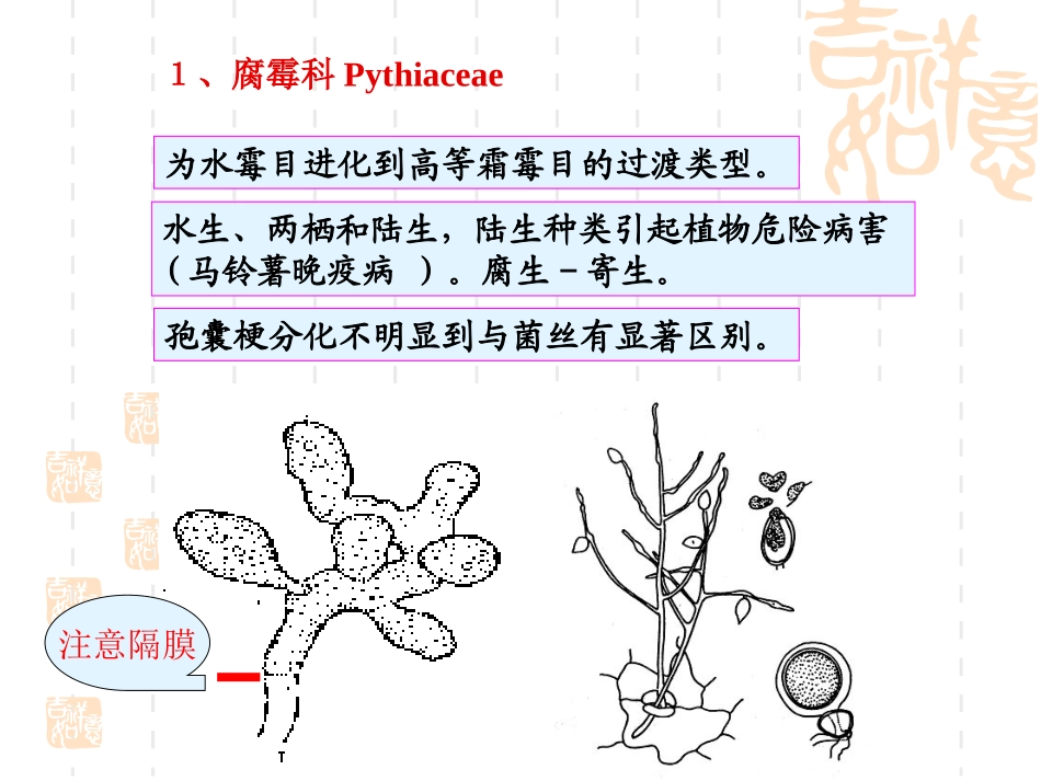 第二章 鞭毛菌亚门之二aj_第2页