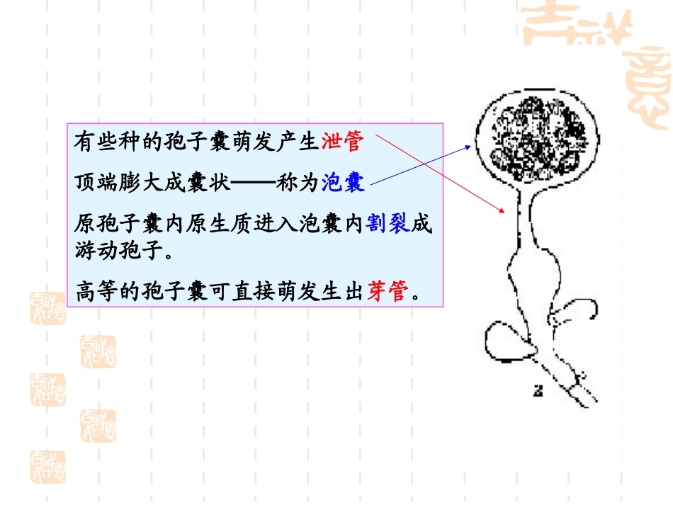 第二章 鞭毛菌亚门之二aj_第3页